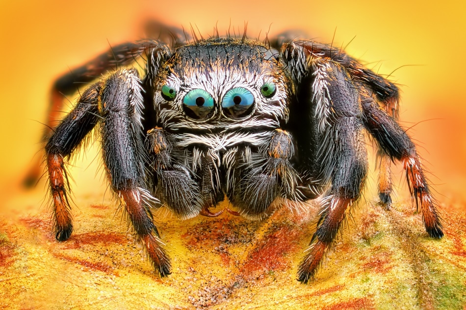 Revolutionary Depth Sensor Inspired by Spider Eyes