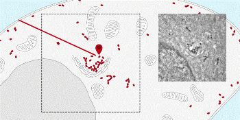 Nanosensors Used to Track and Trace Protein Within Cell