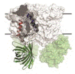 Researchers Employ AmTrac to Monitor Activity of Transport Protein